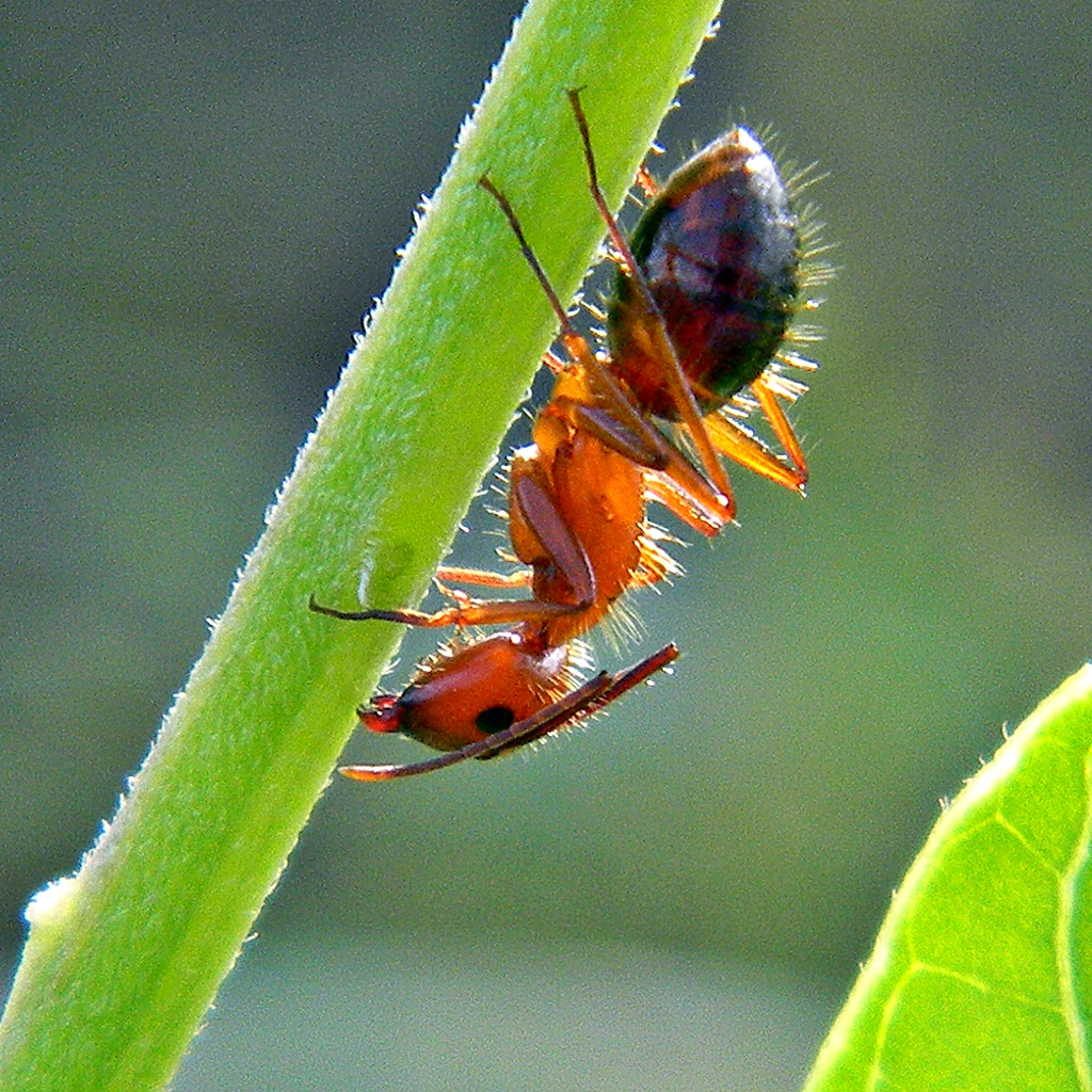 Specie Cfloridanus image