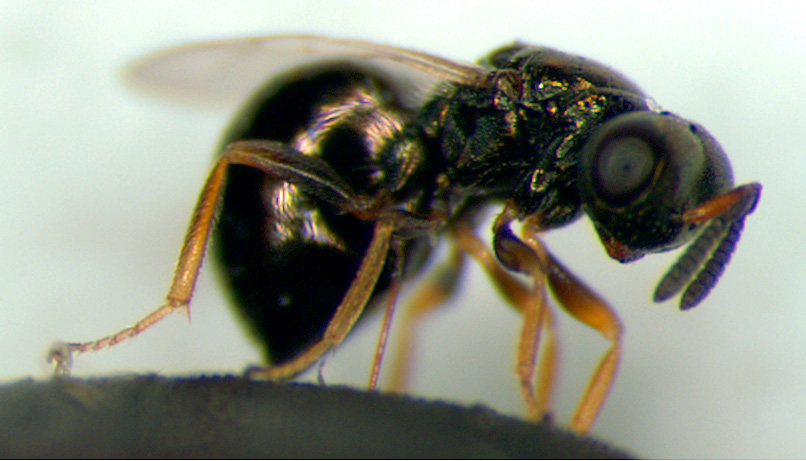 Specie Nvitripennis image