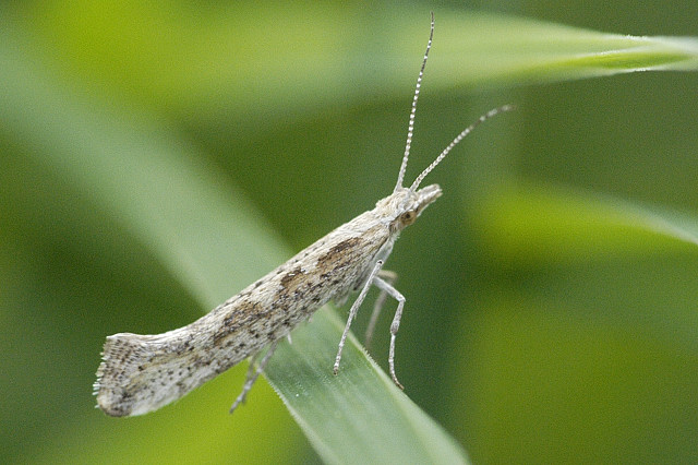 Specie Pxylostella image