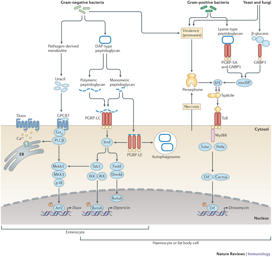 immunity pathways